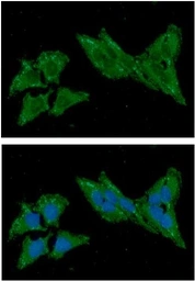 Anti-TXN2 antibody [AT1B1] used in Immunocytochemistry/ Immunofluorescence (ICC/IF). GTX57676