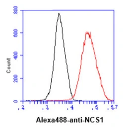 Anti-NCS1 antibody [AT11B8] used in Flow cytometry (FCM). GTX57688