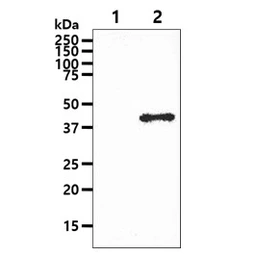 Anti-GOT1 antibody [AT3G11] used in Western Blot (WB). GTX57691