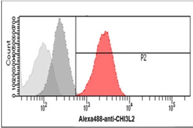 Anti-YKL-39 antibody [AT2B5] used in Flow cytometry (FCM). GTX57710