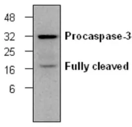 Anti-Caspase 3 antibody [C33] used in Western Blot (WB). GTX59551