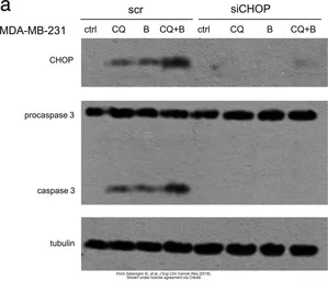 Anti-Caspase 3 antibody [C33] used in Western Blot (WB). GTX59551