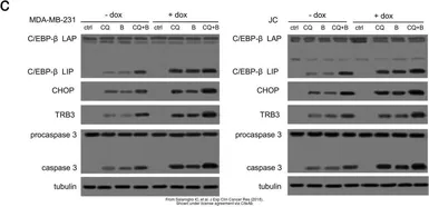 Anti-Caspase 3 antibody [C33] used in Western Blot (WB). GTX59551