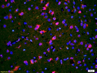Anti-CACNA1G antibody used in IHC (Paraffin sections) (IHC-P). GTX60133
