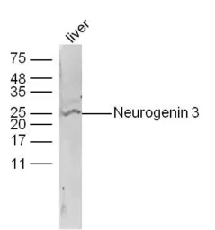 Anti-NGN3 antibody used in Western Blot (WB). GTX60254