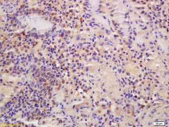 Anti-MTF1 antibody used in IHC (Paraffin sections) (IHC-P). GTX60279