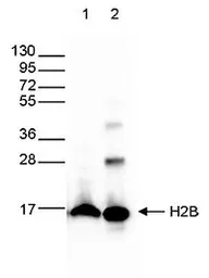 Anti-Histone H2B antibody - ChIP grade used in Western Blot (WB). GTX60346