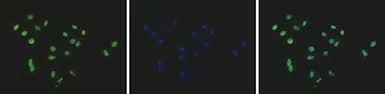 Anti-Histone H2A antibody - ChIP grade used in Immunocytochemistry/ Immunofluorescence (ICC/IF). GTX60347