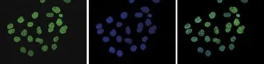 Anti-Histone H3K9me2 (Di-methyl Lys9) antibody - ChIP grade used in Immunocytochemistry/ Immunofluorescence (ICC/IF). GTX60357