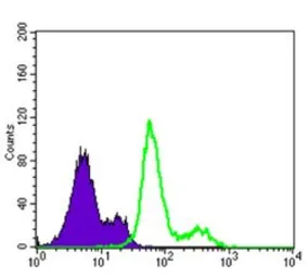 Anti-Pyruvate dehydrogenase kinase 1 / PDK1 antibody [4A11] used in Flow cytometry (FCM). GTX60386
