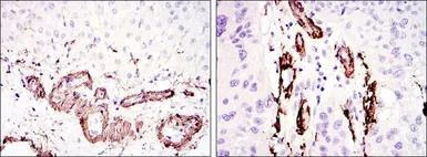 Anti-alpha Smooth Muscle Actin antibody [4F4] used in IHC (Paraffin sections) (IHC-P). GTX60394