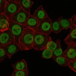 Anti-CRTC3 antibody [5G9] used in Immunocytochemistry/ Immunofluorescence (ICC/IF). GTX60400
