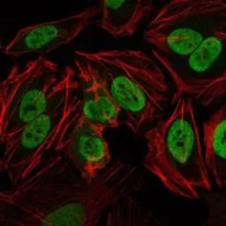 Anti-DNA-PKcs antibody [3H6] used in Immunocytochemistry/ Immunofluorescence (ICC/IF). GTX60401