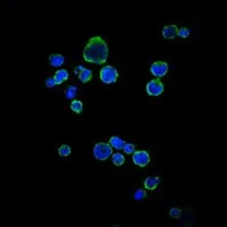 Anti-CD1a antibody [7A7] used in Immunocytochemistry/ Immunofluorescence (ICC/IF). GTX60418