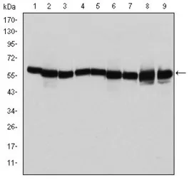 Anti-HSP60 antibody [3G8] used in Western Blot (WB). GTX60424