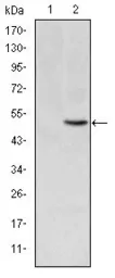 Anti-MTHFR antibody [5D3] used in Western Blot (WB). GTX60435