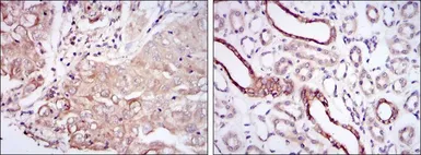 Anti-PODXL antibody [5F5] used in IHC (Paraffin sections) (IHC-P). GTX60437