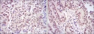 Anti-CDK9 antibody [1B5D10] used in IHC (Paraffin sections) (IHC-P). GTX60443
