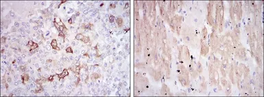 Anti-HSP27 antibody [5D7] used in IHC (Paraffin sections) (IHC-P). GTX60444