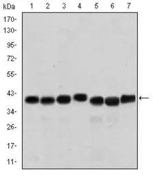 Anti-SMN1 antibody [2F1] used in Western Blot (WB). GTX60451