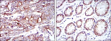 Anti-Cytokeratin 19 antibody [1H6] used in IHC (Paraffin sections) (IHC-P). GTX60457