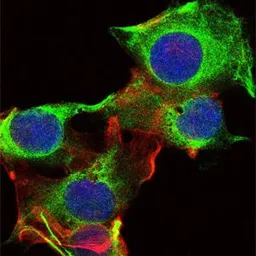 Anti-FYN antibody [2A10] used in Immunocytochemistry/ Immunofluorescence (ICC/IF). GTX60460