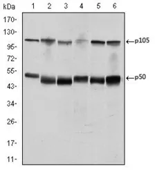 Anti-NFkB p105/p50 antibody [5D10D11] used in Western Blot (WB). GTX60465