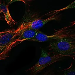 Anti-DLGAP1 antibody [3G4] used in Immunocytochemistry/ Immunofluorescence (ICC/IF). GTX60469