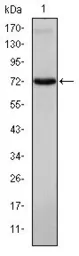 Anti-ITK antibody [5G6] used in Western Blot (WB). GTX60475