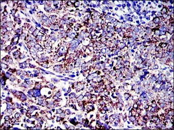 Anti-AIF antibody [4E7] used in IHC (Paraffin sections) (IHC-P). GTX60476