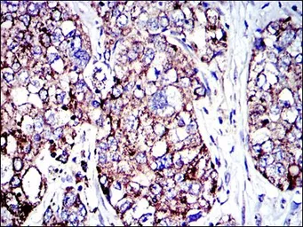 Anti-AIF antibody [4E7] used in IHC (Paraffin sections) (IHC-P). GTX60476