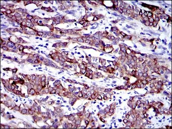 Anti-Cytokeratin 19 antibody [4E8] used in IHC (Paraffin sections) (IHC-P). GTX60480