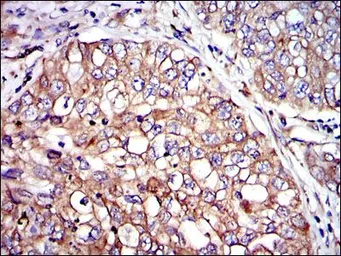 Anti-CRK antibody [3G11E8] used in IHC (Paraffin sections) (IHC-P). GTX60488