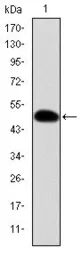 Anti-CRK antibody [3G11E8] used in Western Blot (WB). GTX60488