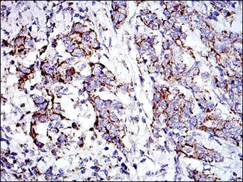 Anti-Prohibitin antibody [5H7] used in IHC (Paraffin sections) (IHC-P). GTX60495