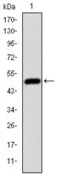 Anti-HFE antibody [3F1] used in Western Blot (WB). GTX60503