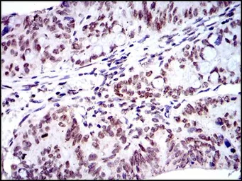 Anti-Bmi1 antibody [3E3] used in IHC (Paraffin sections) (IHC-P). GTX60516