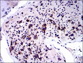 Anti-NQO1 antibody [4D12] used in IHC (Paraffin sections) (IHC-P). GTX60523