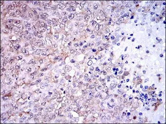 Anti-NQO1 antibody [4D12] used in IHC (Paraffin sections) (IHC-P). GTX60523