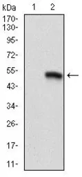 Anti-CD9 antibody [5G6] used in Western Blot (WB). GTX60529