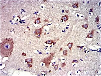 Anti-Lplunc1 antibody [2A5] used in IHC (Paraffin sections) (IHC-P). GTX60533