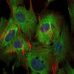 Anti-Survivin antibody [1H5] used in Immunocytochemistry/ Immunofluorescence (ICC/IF). GTX60534