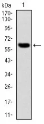Anti-MMP3 antibody [4F10] used in Western Blot (WB). GTX60542