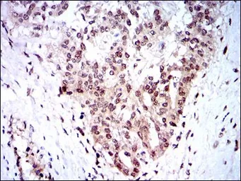 Anti-SKP1 antibody [1H9] used in IHC (Paraffin sections) (IHC-P). GTX60547