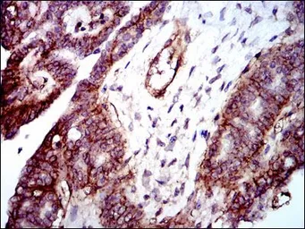 Anti-Integrin beta 1 / CD29 antibody [3B6] used in IHC (Paraffin sections) (IHC-P). GTX60563