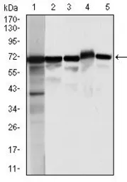 Anti-Moesin antibody [2C12] used in Western Blot (WB). GTX60569