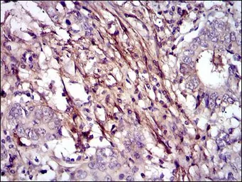 Anti-Fibronectin antibody [2F4] used in IHC (Paraffin sections) (IHC-P). GTX60570
