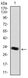 Anti-Thrombopoietin antibody [1B11] used in Western Blot (WB). GTX60583
