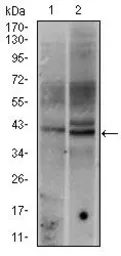 Anti-c-Fos antibody [2G2] used in Western Blot (WB). GTX60591