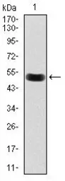 Anti-Lplunc1 antibody [4H2] used in Western Blot (WB). GTX60595